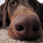 Olfatti Straordinari: Cani da Caccia capaci di Scovare anche la Selvaggina più Astuta..